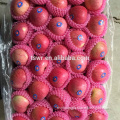 fresh apple China qinguan apples chinese qingguan apple
